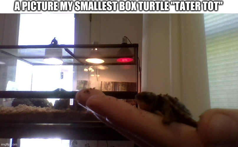 (sorry for bad Picture) | A PICTURE MY SMALLEST BOX TURTLE "TATER TOT" | made w/ Imgflip meme maker