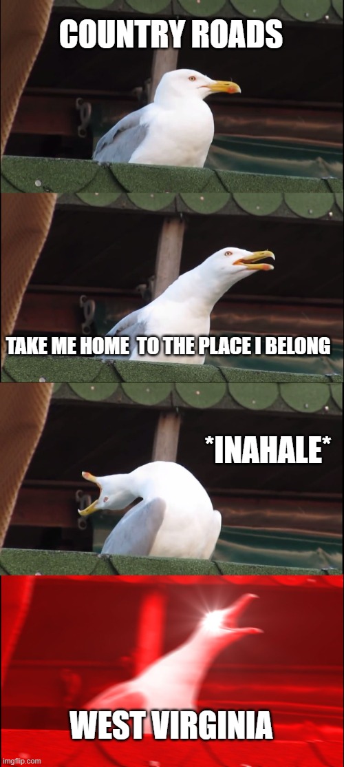 Country Roads | COUNTRY ROADS; TAKE ME HOME  TO THE PLACE I BELONG; *INAHALE*; WEST VIRGINIA | image tagged in memes,inhaling seagull | made w/ Imgflip meme maker