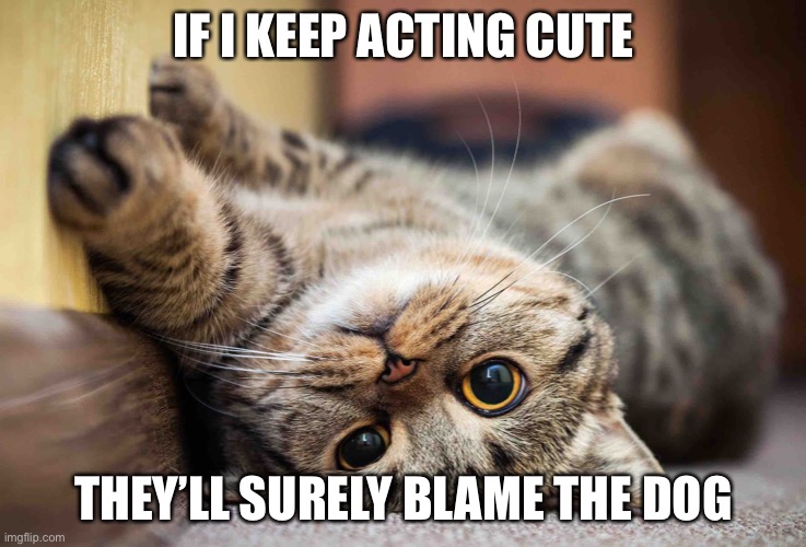 The dog did it | IF I KEEP ACTING CUTE; THEY’LL SURELY BLAME THE DOG | image tagged in cats,cute cat,blame the dog,if i keep acting cute | made w/ Imgflip meme maker