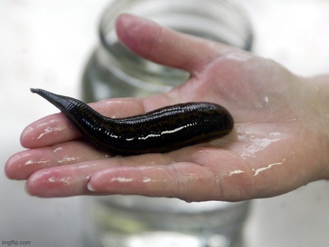 Leech | image tagged in leech | made w/ Imgflip meme maker