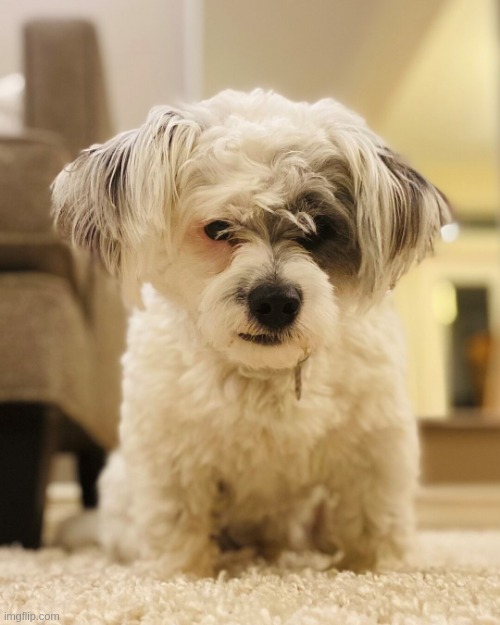 doggo cuz yes | image tagged in ankry doggo | made w/ Imgflip meme maker