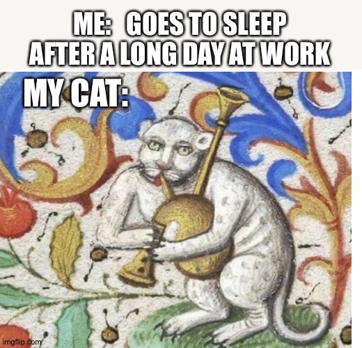 Why? | ME:   GOES TO SLEEP AFTER A LONG DAY AT WORK; MY CAT: | image tagged in memes,annoying,cats,why | made w/ Imgflip meme maker