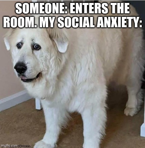 scared dog |  SOMEONE: ENTERS THE ROOM. MY SOCIAL ANXIETY: | image tagged in scared dog | made w/ Imgflip meme maker