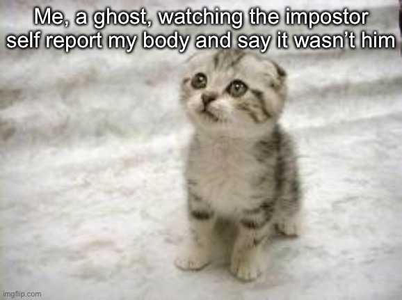 Sad Cat | Me, a ghost, watching the impostor self report my body and say it wasn’t him | image tagged in memes,sad cat,among us,dead body reported,ghost | made w/ Imgflip meme maker