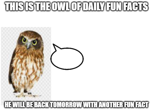 the owl of fun facts Blank Meme Template