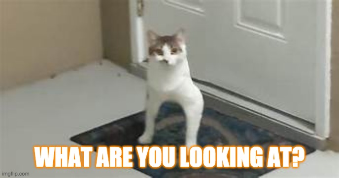 He's perfect as he is | WHAT ARE YOU LOOKING AT? | image tagged in cat | made w/ Imgflip meme maker