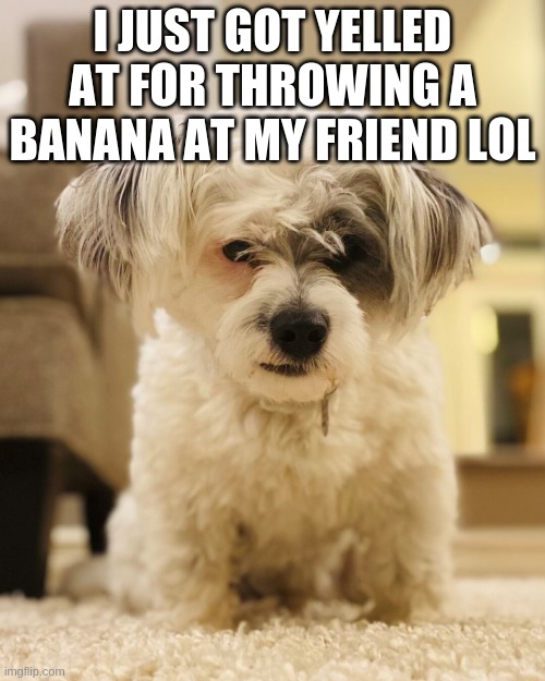 ankry doggo | I JUST GOT YELLED AT FOR THROWING A BANANA AT MY FRIEND LOL | image tagged in ankry doggo | made w/ Imgflip meme maker