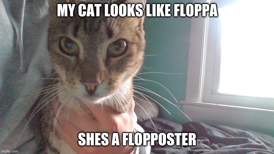 Flopposter (Original) | MY CAT LOOKS LIKE FLOPPA; SHES A FLOPPOSTER | image tagged in flopposter,cat,funny | made w/ Imgflip meme maker