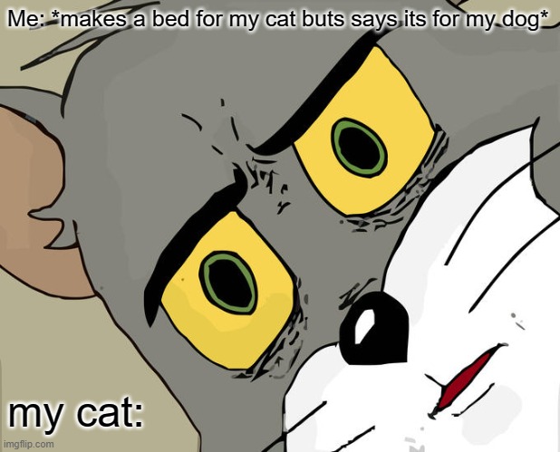 Unsettled Tom Meme | Me: *makes a bed for my cat buts says its for my dog*; my cat: | image tagged in memes,unsettled tom | made w/ Imgflip meme maker