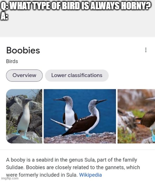 haha | Q: WHAT TYPE OF BIRD IS ALWAYS HORNY?


A: | image tagged in boobies,birds,lol,funny,memes,jokes on you im into that shit | made w/ Imgflip meme maker