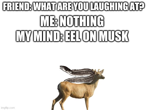 technically the truth | ME: NOTHING; FRIEND: WHAT ARE YOU LAUGHING AT? MY MIND: EEL ON MUSK | image tagged in blank white template | made w/ Imgflip meme maker