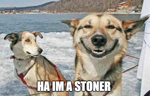 Original Stoner Dog Meme | HA IM A STONER | image tagged in memes,original stoner dog | made w/ Imgflip meme maker
