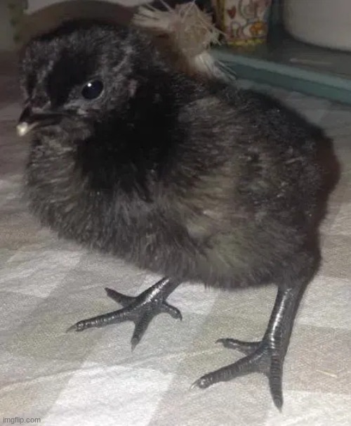 chicken | made w/ Imgflip meme maker
