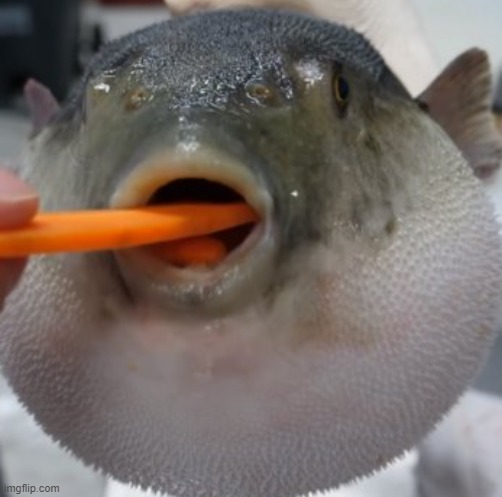 seeing if just a pufferfish eating a carrot gets popular on imgflip | image tagged in pufferfish eating carrot,barney will eat all of your delectable biscuits | made w/ Imgflip meme maker