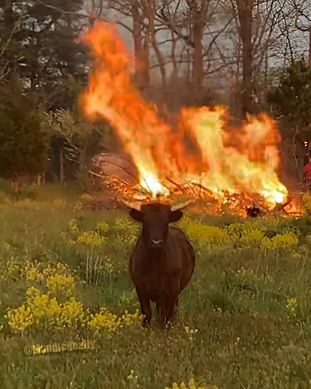 High Quality Fire Cow Blank Meme Template