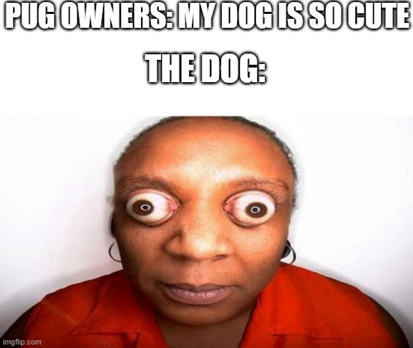 big eyes | PUG OWNERS: MY DOG IS SO CUTE; THE DOG: | image tagged in big eyes | made w/ Imgflip meme maker