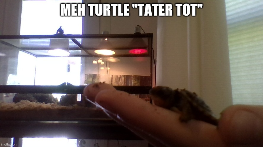 MEH TURTLE "TATER TOT" | made w/ Imgflip meme maker