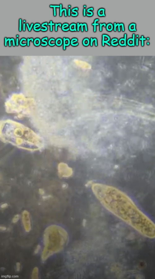 And I'm watching. | This is a livestream from a microscope on Reddit: | made w/ Imgflip meme maker