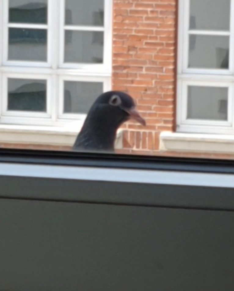 Pidgeon Blank Meme Template