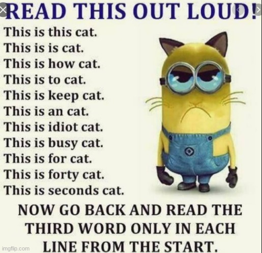 kitty kity | image tagged in lol | made w/ Imgflip meme maker