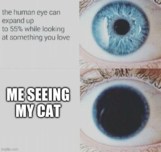 Eye pupil expand | ME SEEING MY CAT | image tagged in eye pupil expand | made w/ Imgflip meme maker