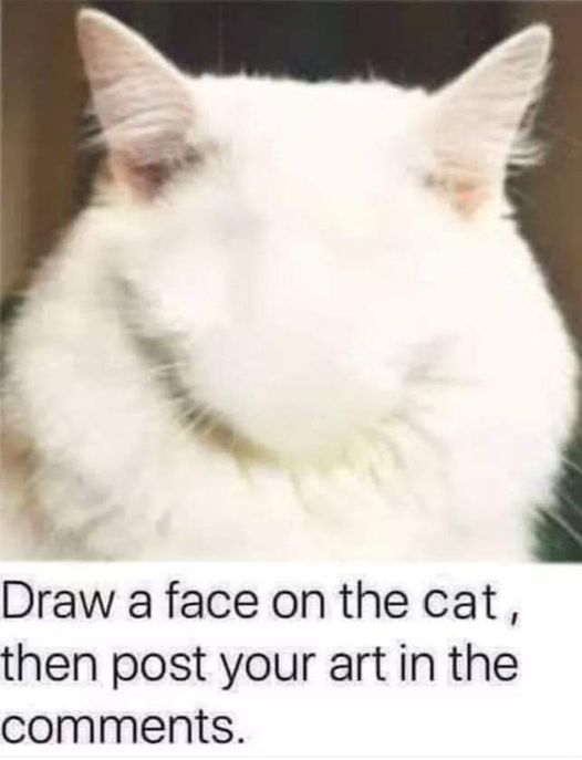 High Quality Cat Blank Face Blank Meme Template