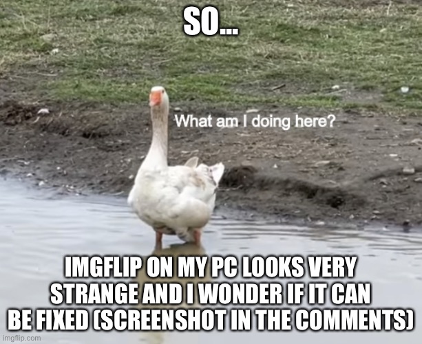 Plus, it’s been like that for hours | SO... IMGFLIP ON MY PC LOOKS VERY STRANGE AND I WONDER IF IT CAN BE FIXED (SCREENSHOT IN THE COMMENTS) | image tagged in what am i doing here | made w/ Imgflip meme maker