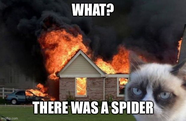 There was a spider | WHAT? THERE WAS A SPIDER | image tagged in memes,burn kitty,grumpy cat | made w/ Imgflip meme maker