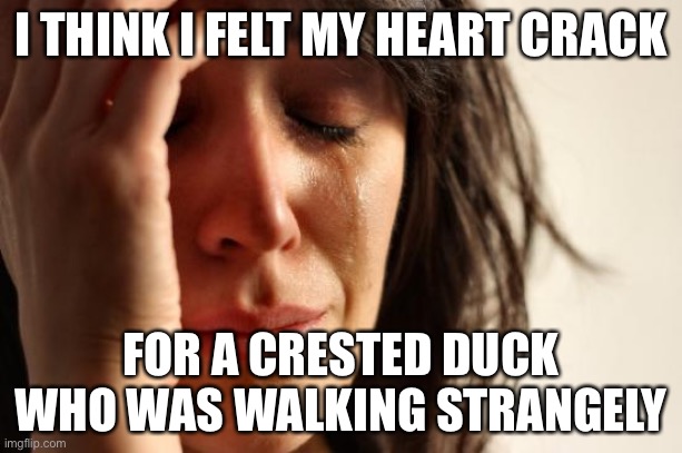 First World Problems | I THINK I FELT MY HEART CRACK; FOR A CRESTED DUCK WHO WAS WALKING STRANGELY | image tagged in memes,first world problems | made w/ Imgflip meme maker
