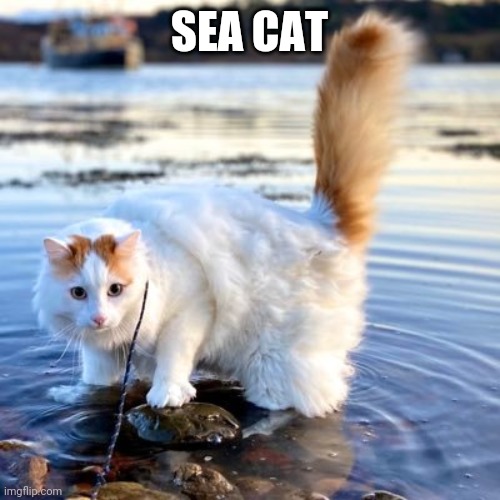 SEA CAT | made w/ Imgflip meme maker