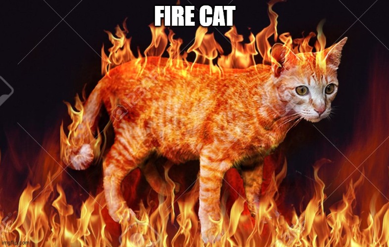 flame cat | FIRE CAT | image tagged in flame cat | made w/ Imgflip meme maker