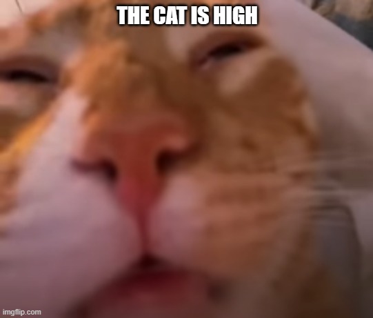 THE CAT IS HIGH | made w/ Imgflip meme maker