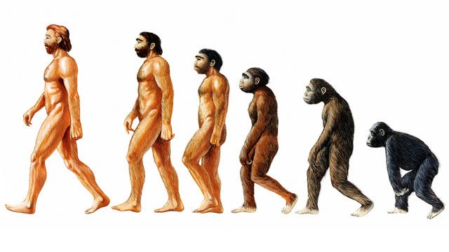 backwards evolution