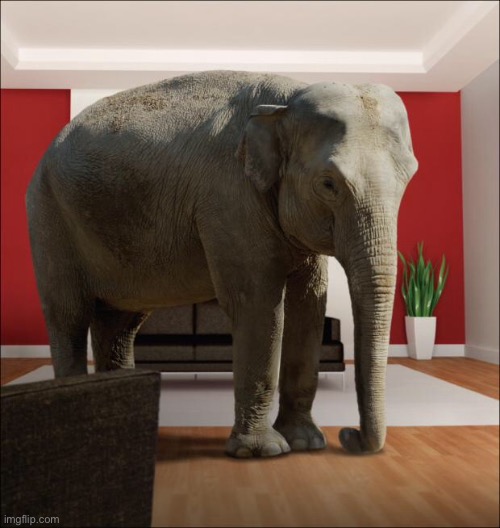 Elephant In The Room | image tagged in elephant in the room | made w/ Imgflip meme maker