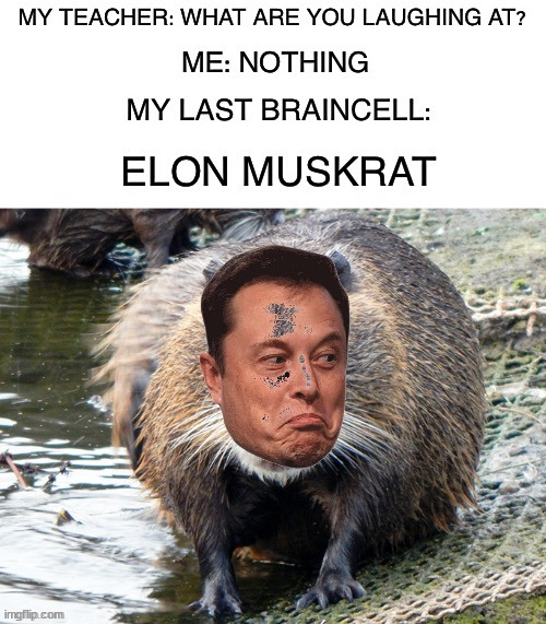 Elon Muskrat | image tagged in memes,funny,elon musk,muskrat,lmao,hahaha | made w/ Imgflip meme maker
