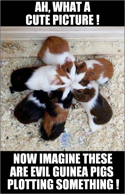 Don't Trust Guinea Pigs ! | AH, WHAT A CUTE PICTURE ! NOW IMAGINE THESE ARE EVIL GUINEA PIGS; PLOTTING SOMETHING ! | image tagged in guinea pig,evil,plotting | made w/ Imgflip meme maker