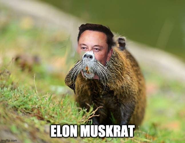 ANother Disintegrator / Integrator Fail | ELON MUSKRAT | image tagged in elon musk | made w/ Imgflip meme maker