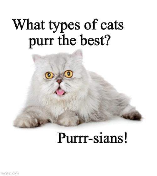 & the best purrers in the cat kingdom are... | What types of cats 
purr the best? Purrr-sians! | image tagged in funny cat memes,cat memes,bad pun cat | made w/ Imgflip meme maker