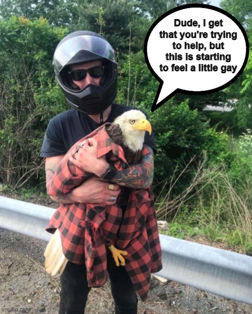 Dude, I get that you're trying to help, but this is starting to feel a little gay | image tagged in bald eagle,gay | made w/ Imgflip meme maker