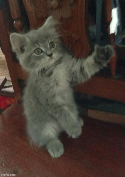 thumps up cat | image tagged in thumps up cat | made w/ Imgflip meme maker