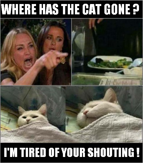 Smudge Takes A Break | WHERE HAS THE CAT GONE ? I'M TIRED OF YOUR SHOUTING ! | image tagged in woman yelling at cat,smudge the cat,tired | made w/ Imgflip meme maker