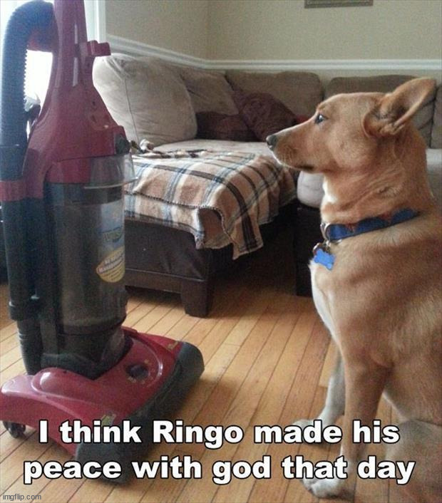 image tagged in dogs | made w/ Imgflip meme maker