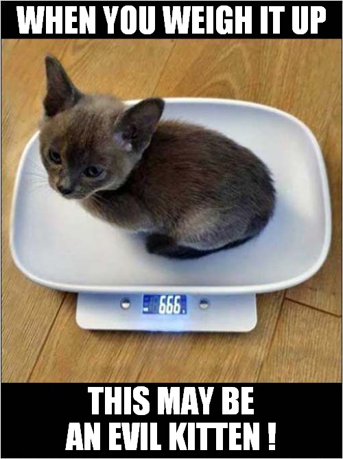 An Evil Kitty ? | WHEN YOU WEIGH IT UP; THIS MAY BE AN EVIL KITTEN ! | image tagged in kitten,weight,666,cats | made w/ Imgflip meme maker