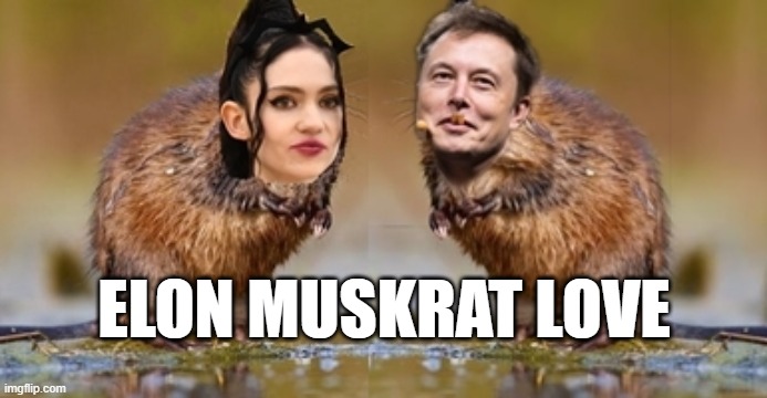 Elon Muskrat Love! | ELON MUSKRAT LOVE | image tagged in elon muskrat love,elon musk,love,true love,grimes,claire elise boucher | made w/ Imgflip meme maker