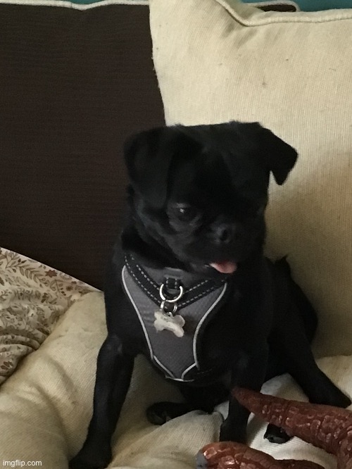 So, I’m taking care of my friend’s dog Reggie at the moment | made w/ Imgflip meme maker