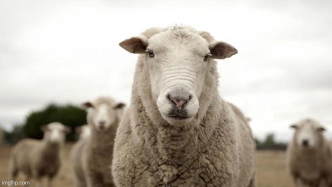 Sheep | image tagged in sheep | made w/ Imgflip meme maker