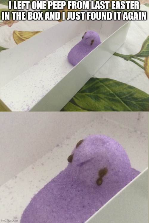 I’m sorry peep | I LEFT ONE PEEP FROM LAST EASTER IN THE BOX AND I JUST FOUND IT AGAIN | image tagged in peeps | made w/ Imgflip meme maker