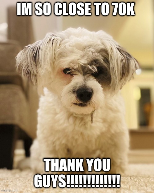 ankry doggo | IM SO CLOSE TO 70K; THANK YOU GUYS!!!!!!!!!!!!! | image tagged in ankry doggo | made w/ Imgflip meme maker