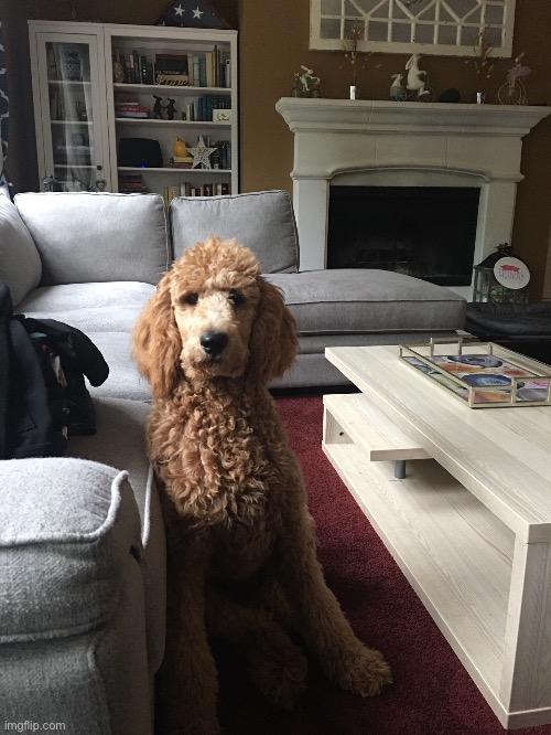 Here’s my puppy, present day | made w/ Imgflip meme maker