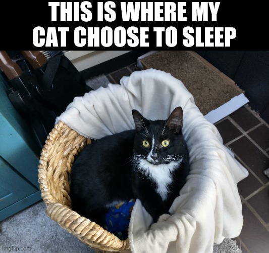 Yes, I know he's not asleep | THIS IS WHERE MY CAT CHOOSE TO SLEEP | made w/ Imgflip meme maker